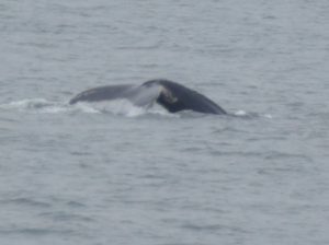 CROISIÈRE D’OBSERVATION DES BALEINES
