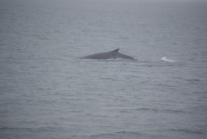CROISIÈRE D’OBSERVATION DES BALEINES