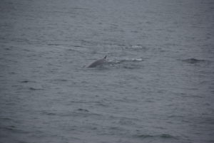 CROISIÈRE D’OBSERVATION DES BALEINES
