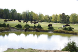Zoo de St-Felicien